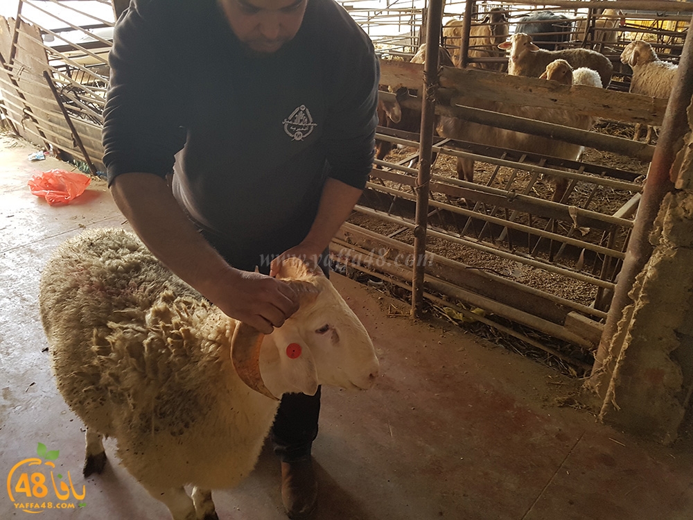 dab7 kharoof jam3iya (7).jpg